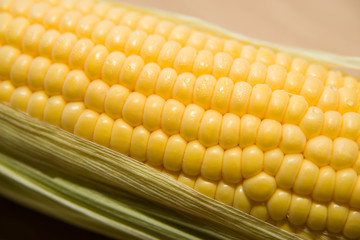 One ear of corn ripe on a old cloth