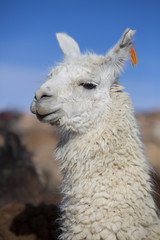Obraz premium Llama against a blue clear sky in Bolivia