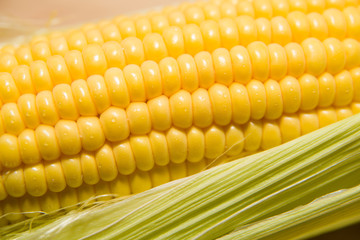 One ear of corn ripe on a old cloth