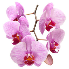 Pink orchid on white © Leonid Nyshko