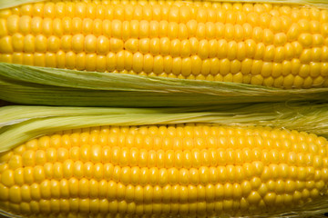 Several ears of corn on the old tissue