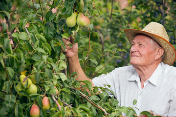Senior man picking pears in his orchard