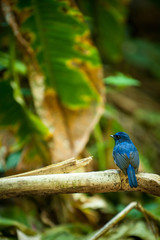 Colorful blue bird, Niltava macgrigoriae