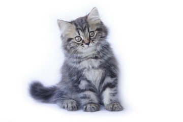 Stock Photo:.Persian kitten, 2 months old, sitting in front of w