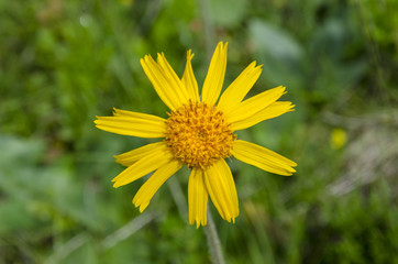 Arnika
