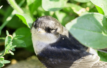 Young Swallow in green grass