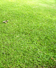 This green color on grass.