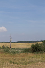 Toter Baum auf Feld