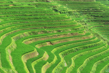 Longi rice terrace