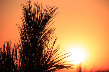 Silhouettes of pine needles