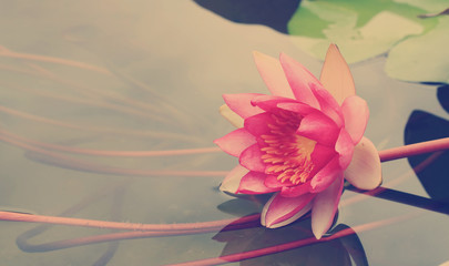 This beautiful waterlily or lotus flower with blurred vintage tone background, with vignetted...