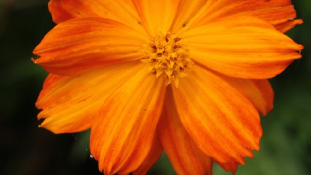 sommerwiese