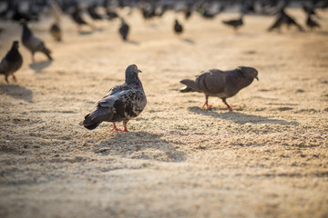pigeons on sand