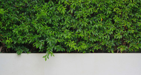 Green Plant with white wall