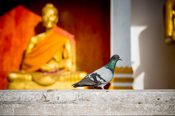 pigeons on sand