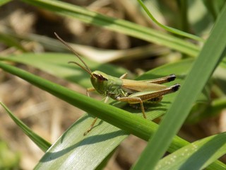 Grasshopper on grass blade