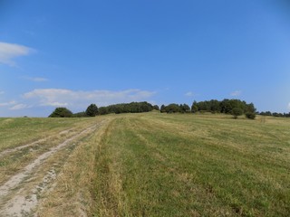 Meadow, path, forest and sky