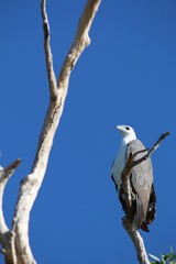 White Bellied Sea Eagle