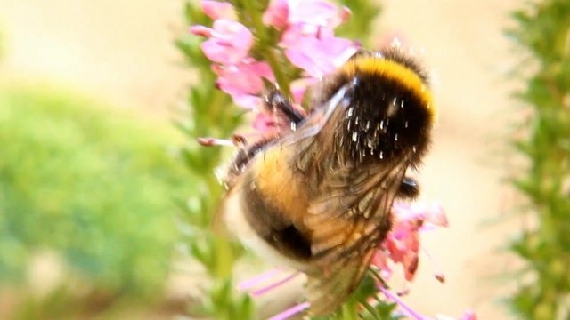 Bumblebee on a flower