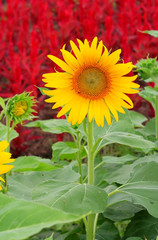 Close-up of sunflower