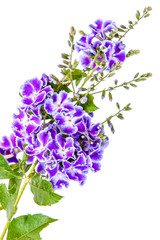 Fototapeta premium fleurs de duranta sur fond blanc 