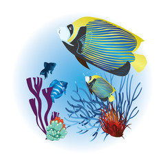 Fototapeta premium fish aquarium