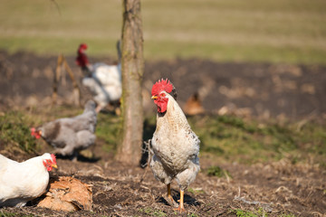 Rooster at the farm on a warm day