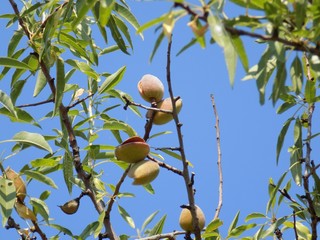 Almond tree