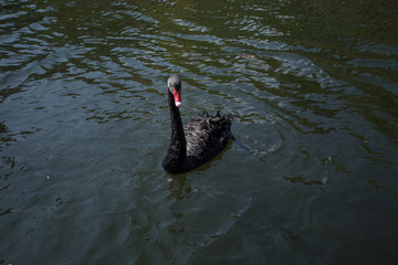 Black Swan swimming in the pool