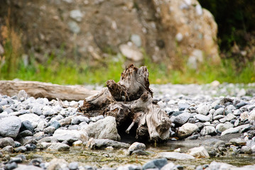 Albero nella Dora Baltea