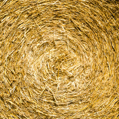 Spätsommer: Weizenfeld in der Pfalz :)