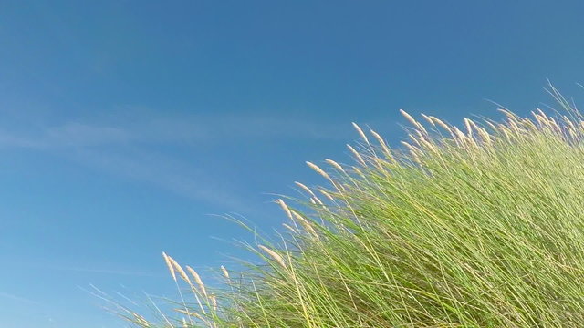 Dune Grass Moving - Slow Motion