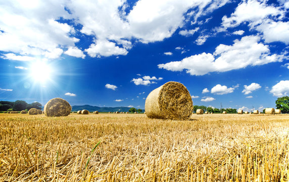 Sp&auml;tsommer: Weizenfeld in der Pfalz :)