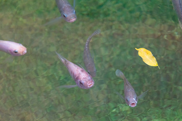 Obraz premium fish with open mouth on the surface waiting for food