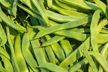 Phaseolus vulgaris background with fresh green beans