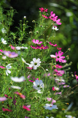 Cosmos