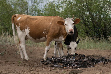 cow   