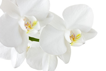 Beautiful white orchid isolated on white background 