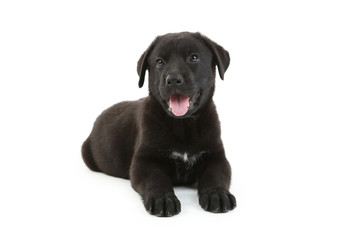 Beautiful black labrador puppy isolated on a white