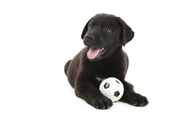 Beautiful black labrador puppy isolated on a white