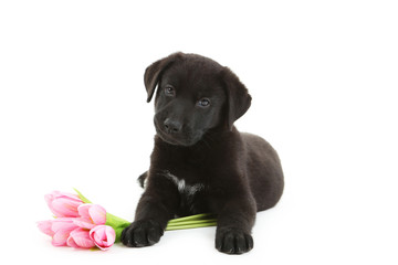 Beautiful black labrador puppy with flowers isolated on a white