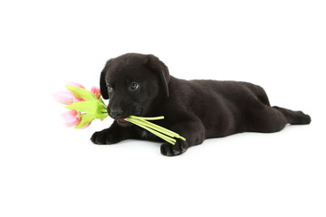 Beautiful black labrador puppy with flowers isolated on a white