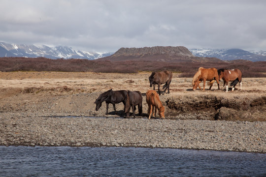 Horses in Iceland with a vulcano in the background