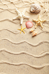 Fototapeta na wymiar Sea shells on a beach sand