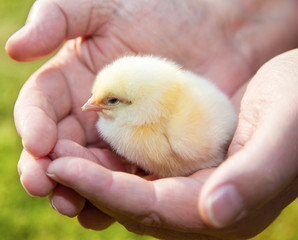 Little chick in human hand