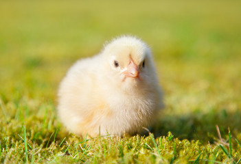 Little chick on green meadow