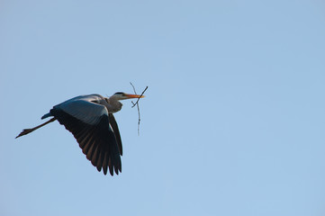 Flying grey heron