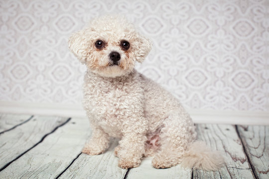 lieber Hund