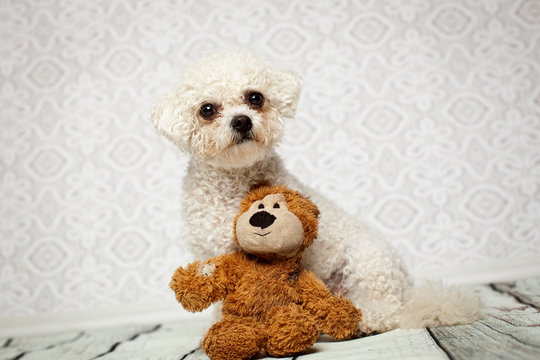 kleiner Hund mit Kuscheltier