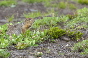 The American gopher on Kamchatka at a volcano foot